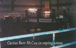 Cactus Bars McCue in roping arena